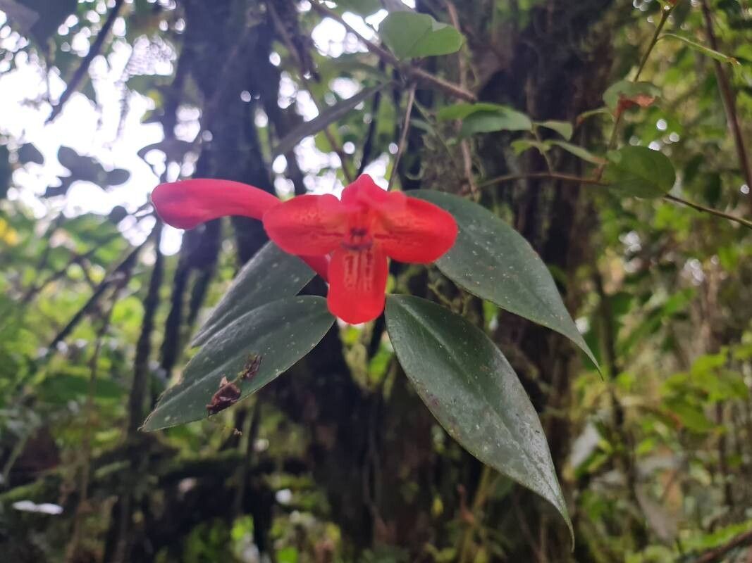 Flor-batom Vermelha de Vaso