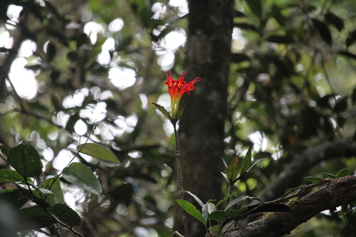 Flor-batom Laranja de Vaso