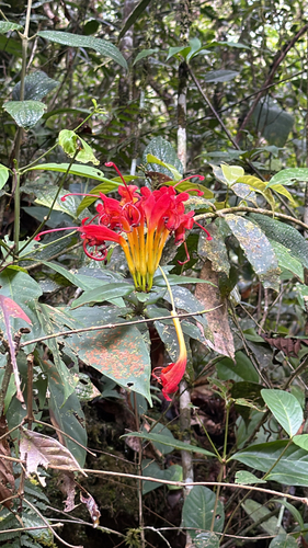 Flor-batom Laranja de Vaso