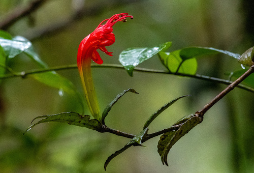 Flor-batom Laranja de Vaso