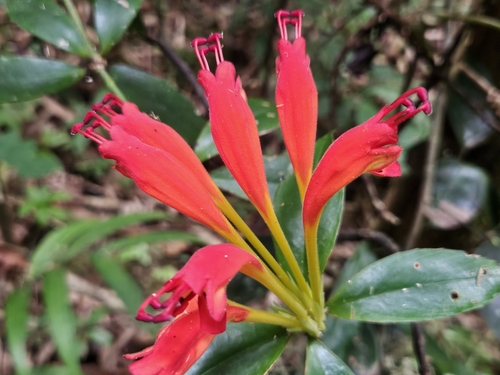 Flor-batom Laranja de Vaso