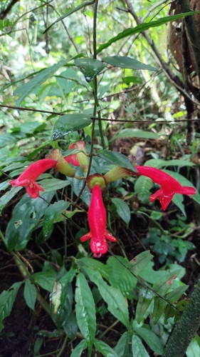 Flor-batom Pulcher de Vaso