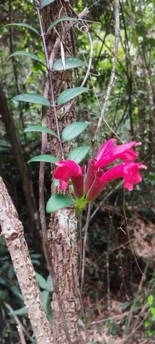 Flor-batom Pulcher de Vaso