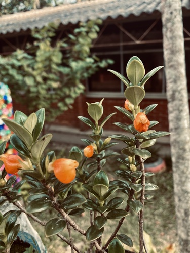 Peixinho de Vaso (Nematanthus)