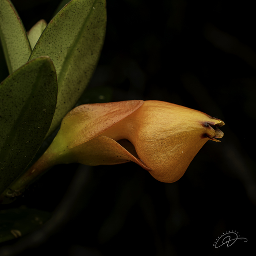 Peixinho de Vaso (Nematanthus)