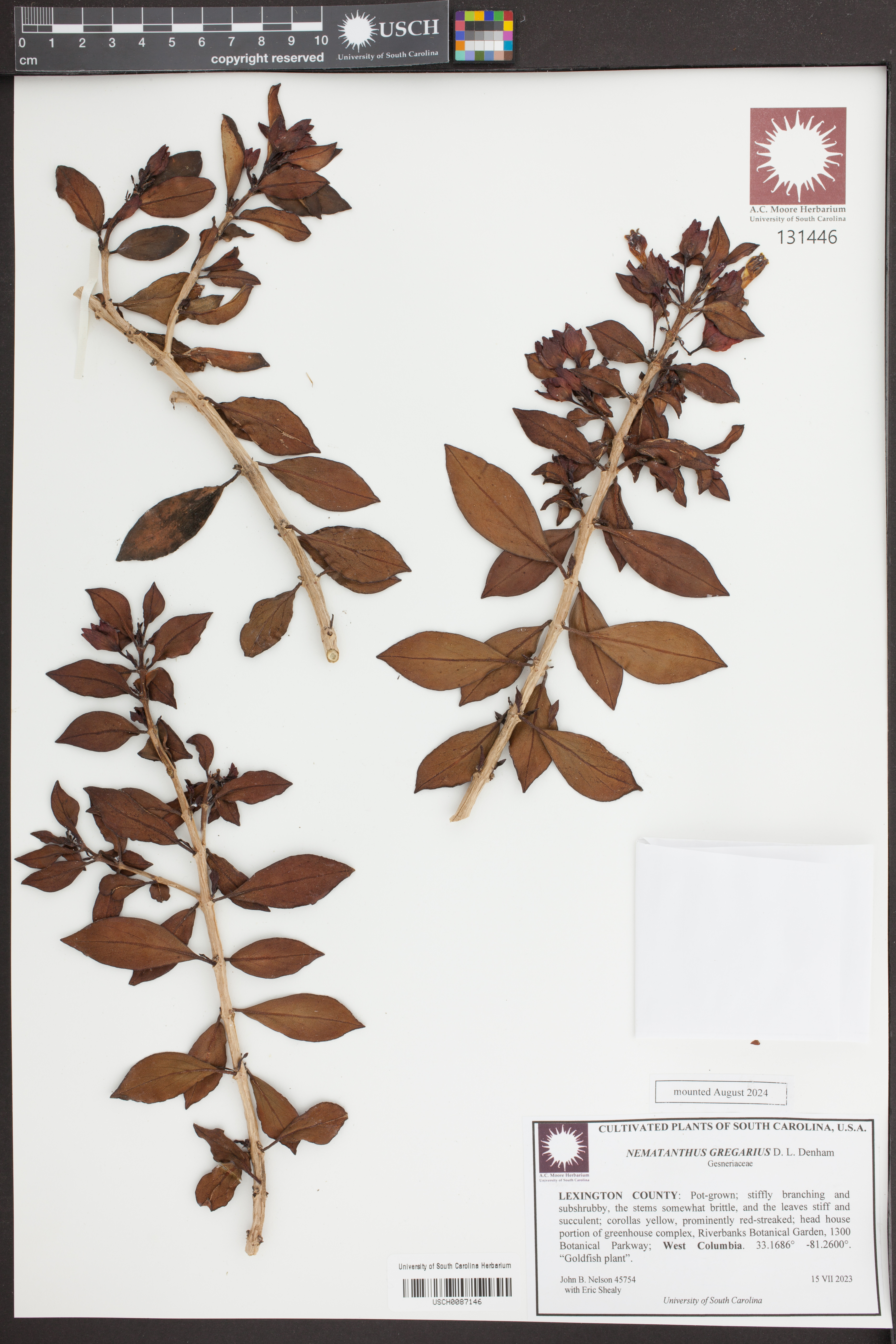 Peixinho de Vaso (Nematanthus)