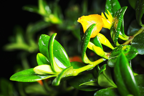 Peixinho de Vaso (Nematanthus)
