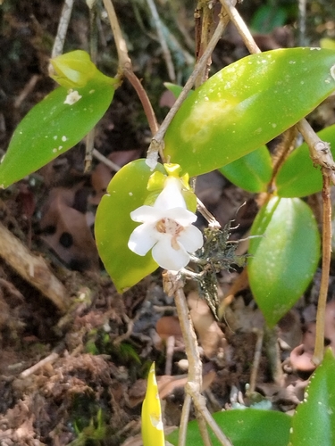 Codonante Gracilis Pendente