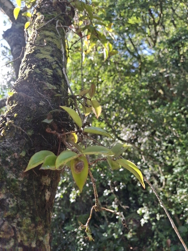 Codonante Gracilis Pendente