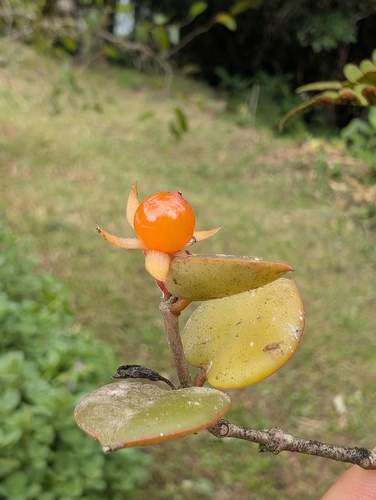 Codonante Gracilis Pendente