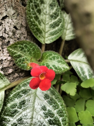 Planta Tapete de Vaso (Episcia)