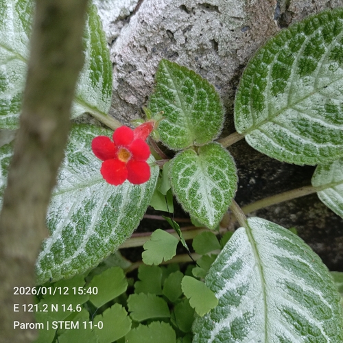 Planta Tapete de Vaso (Episcia)