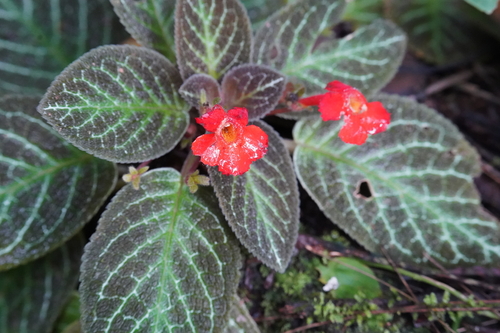Planta Tapete de Vaso (Episcia)