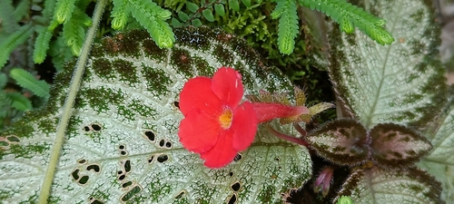 Planta Tapete de Vaso (Episcia)