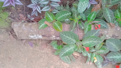 Episcia Rasteira de Flores Vermelhas