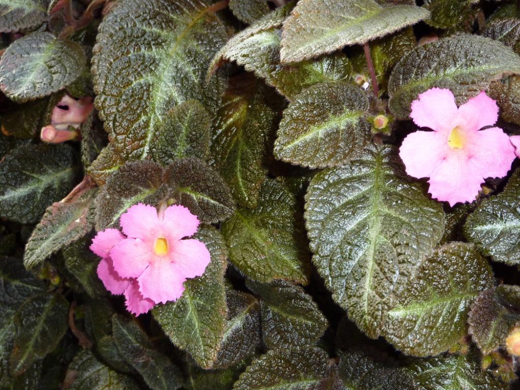 Episcia Rasteira de Flores Vermelhas
