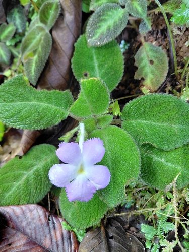 Episcia de Flores Lilases