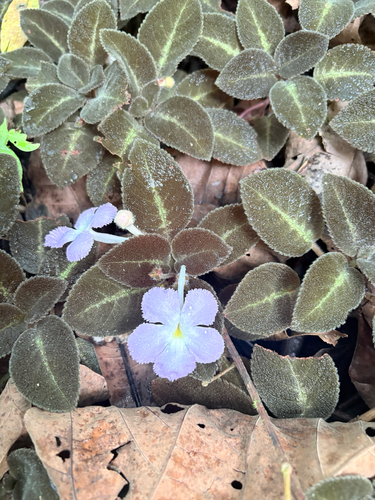 Episcia de Flores Lilases