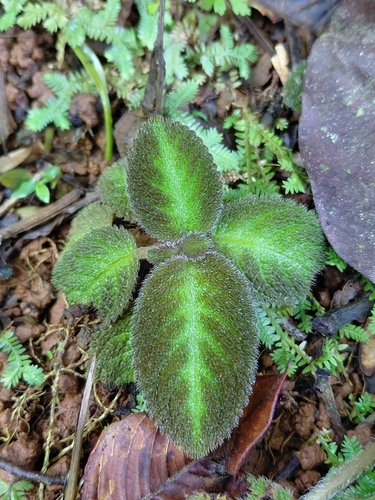 Episcia de Flores Lilases