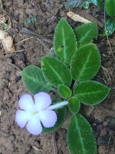 Episcia de Flores Lilases