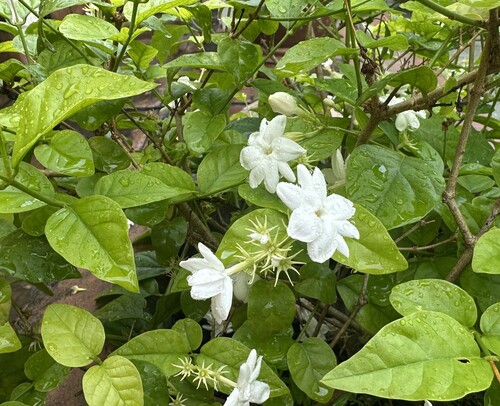 Jasmim-árabe de Vaso Perfumado