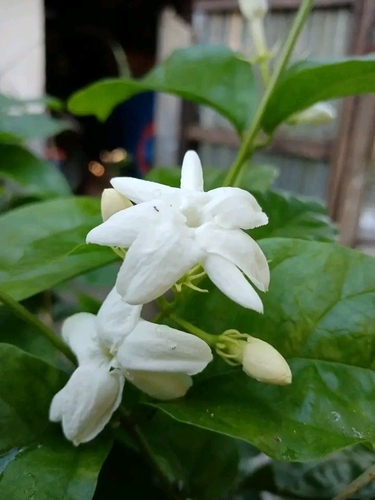 Jasmim-árabe de Vaso Perfumado