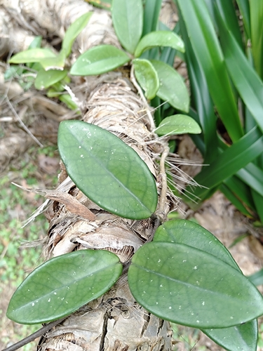 Flor de Cera Clássica de Vaso