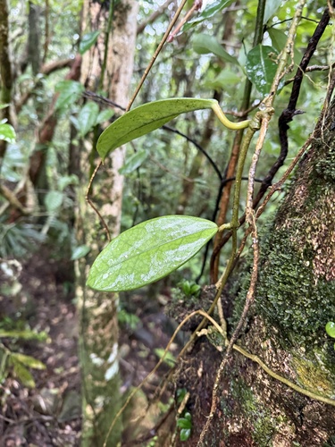 Flor de Cera Clássica de Vaso