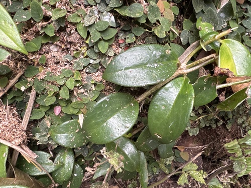 Flor de Cera Clássica de Vaso
