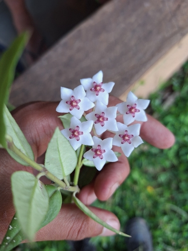 Flor de Cera Mini de Vaso