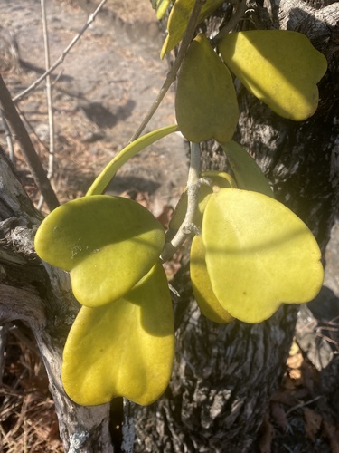 Flor de Cera Coração (Hoya Kerrii)