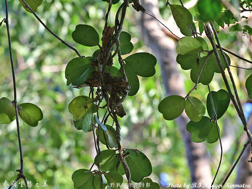 Flor de Cera Coração (Hoya Kerrii)
