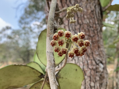 Flor de Cera Coração (Hoya Kerrii)