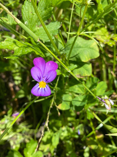 Amor-perfeito Roxo e Amarelo de Vaso