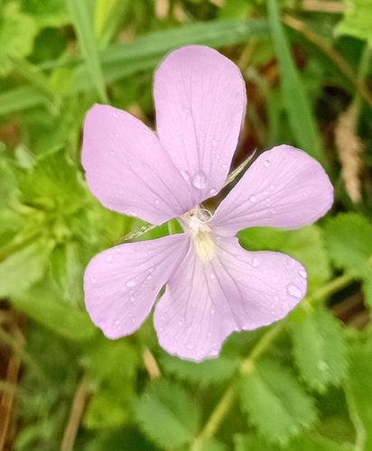 Viola Cornuta de Vaso Colorida