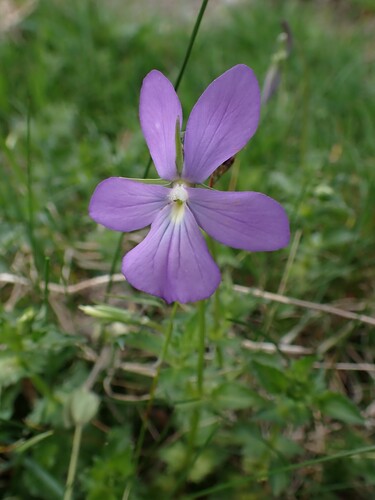 Viola Cornuta de Vaso Colorida