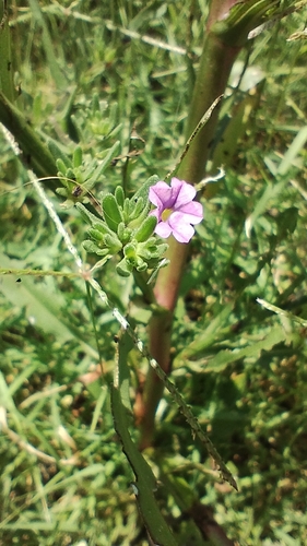 Calibrachoa Amarela de Vaso