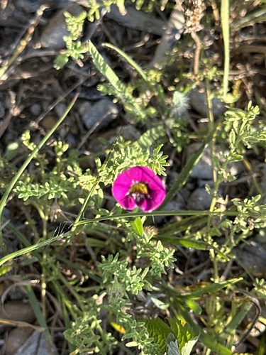 Calibrachoa Amarela de Vaso