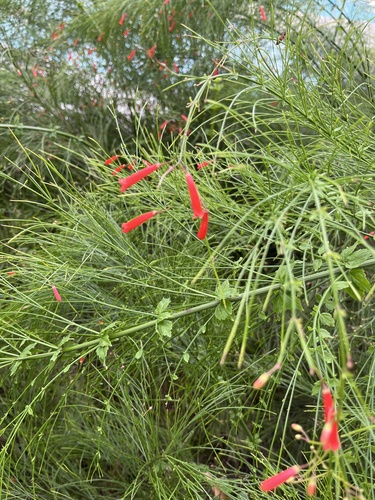 Flor-de-coral Vermelha de Vaso