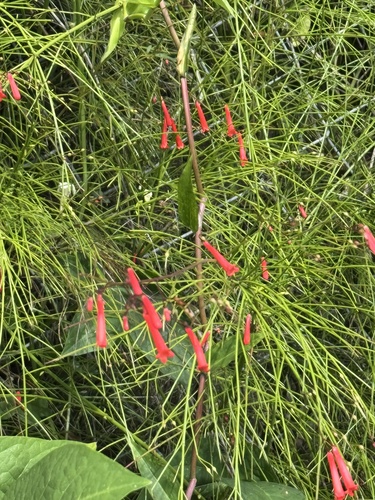 Flor-de-coral Vermelha de Vaso
