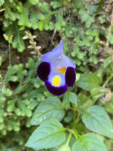 Torênia Azul de Vaso (Wishbone)