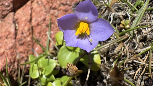 Violeta Persa Roxa de Vaso