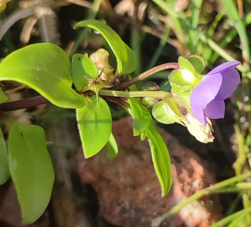 Violeta Persa Roxa de Vaso