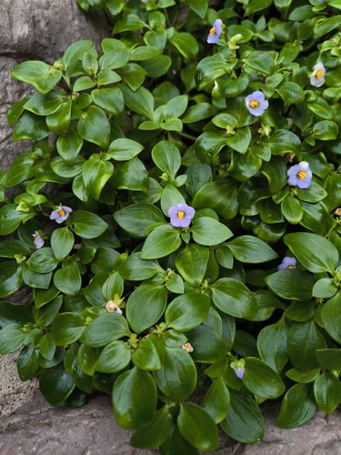 Violeta Persa Roxa de Vaso