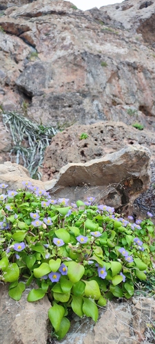 Violeta Persa Roxa de Vaso