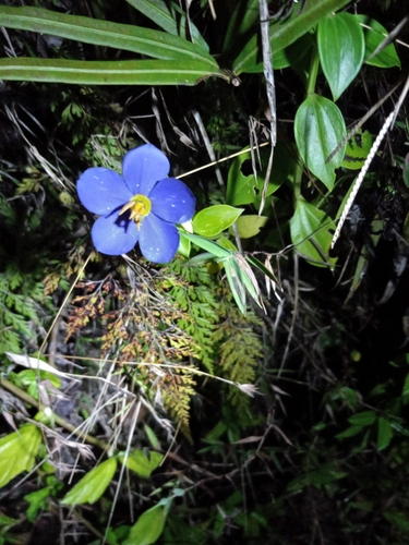 Violeta Persa Branca