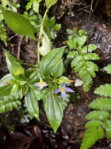 Violeta Persa Branca