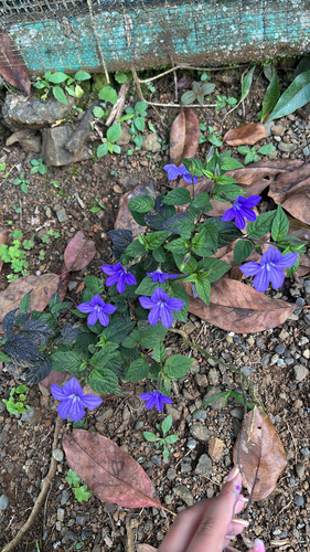 Brovalia Azul de Vaso