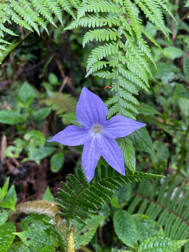 Brovalia Azul de Vaso