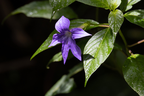 Brovalia Azul de Vaso